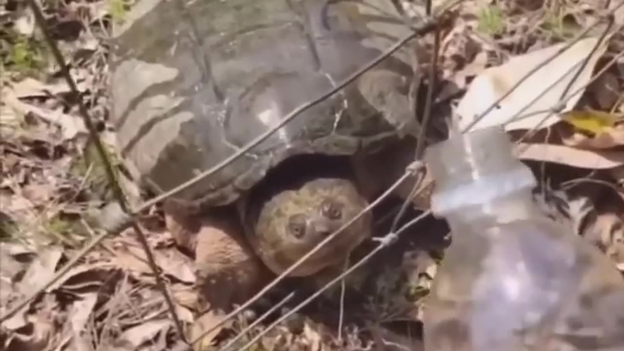 TRY NOT TO LAUGH