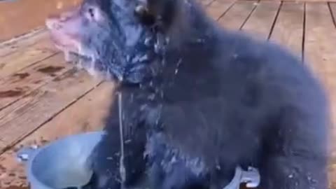 Funny Cute Puppies Cats Home