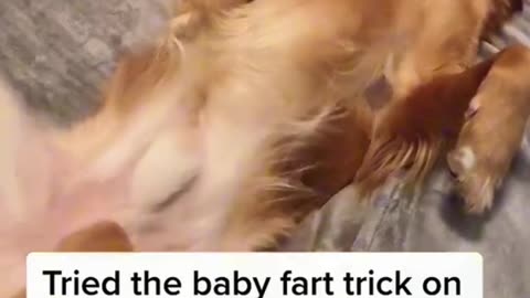 people and dog farts