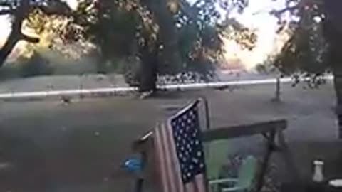 Deer racing around the property