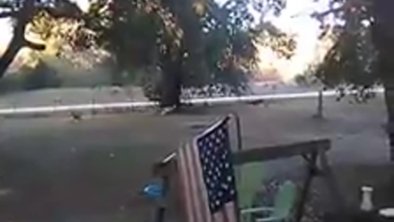 Deer racing around the property