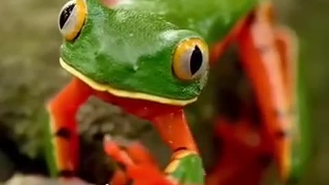 Mysterious Voice in Forest