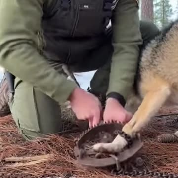 The Lion’s Plea Total Duration