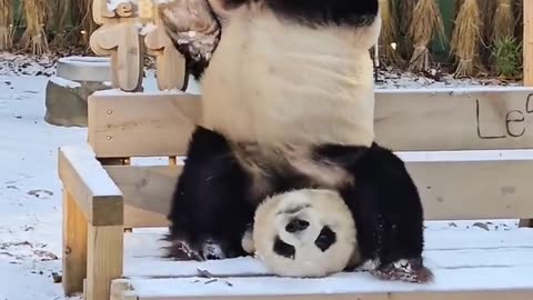 A panda from a Chinese zoo