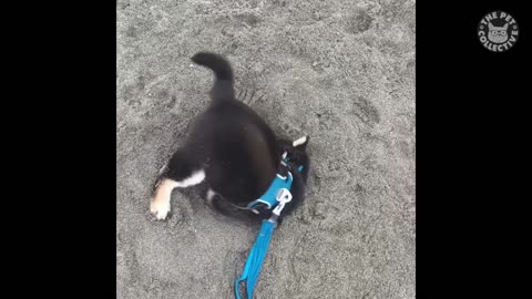 Funny and Cute Animals😂🤣