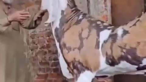Super goat 👽😱