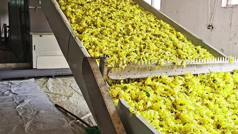 mesh belt dryer