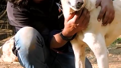 This dog's face was severely swollen! 😢