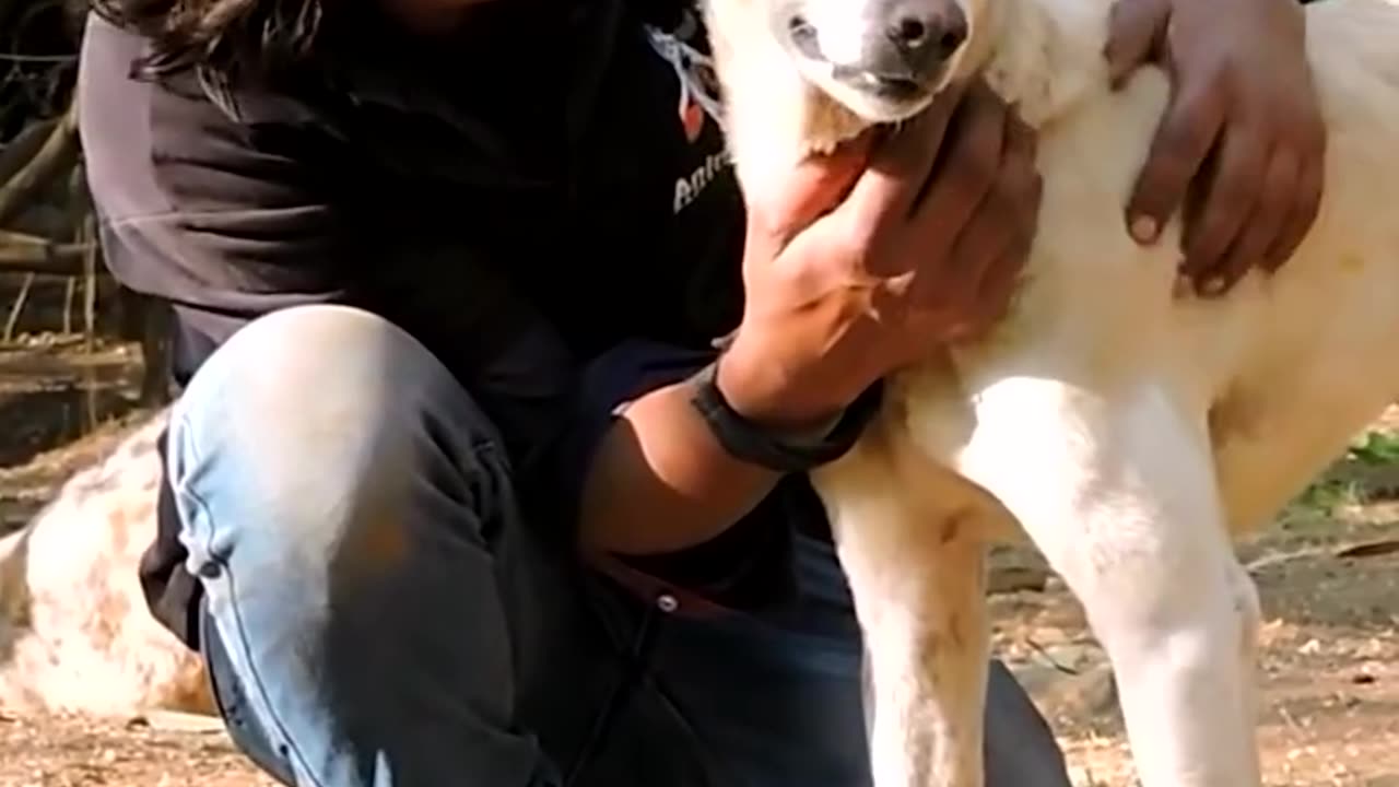 This dog's face was severely swollen! 😢