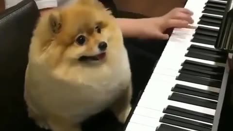 Fun Animals