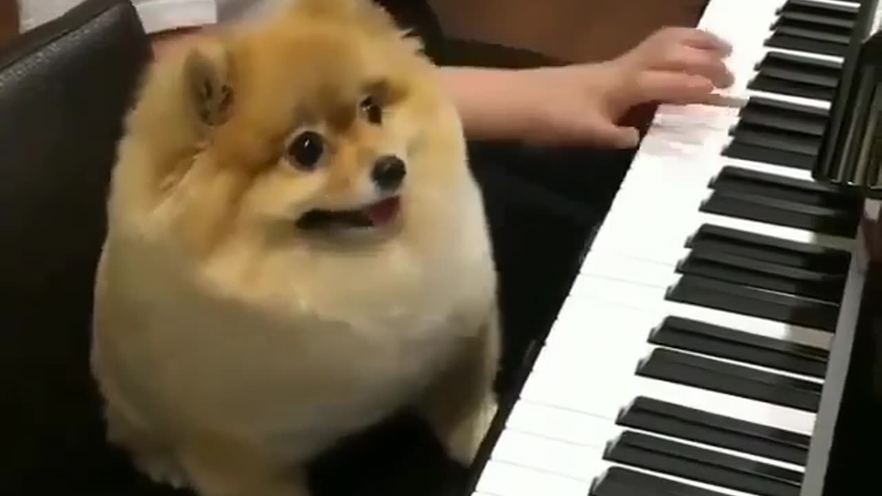 Fun Animals