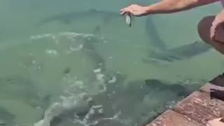 Fish Sensed Weakness