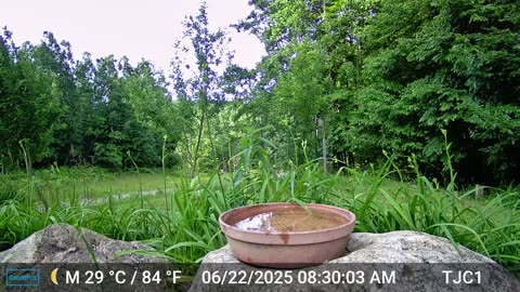 Squirrel on Cam