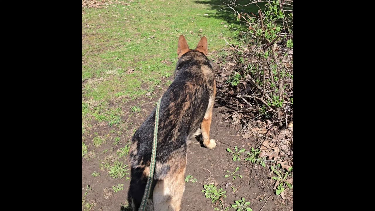 Virgil german shepherd.