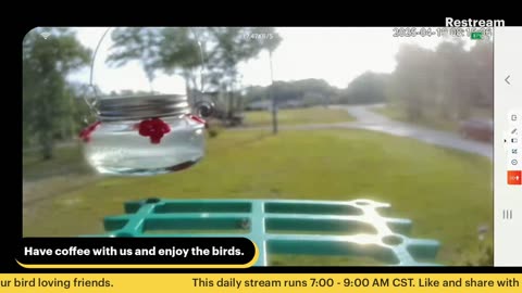 Bird Feeder Live 4-19