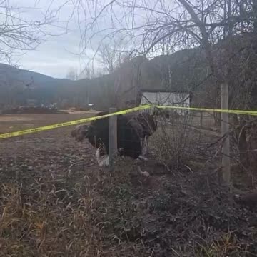 Before The Sadistic Evil CFIA Brutally Massacred The Healthy BC Farm Ostriches