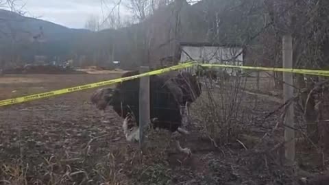 Before The Sadistic Evil CFIA Brutally Massacred The Healthy BC Farm Ostriches