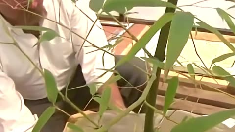 Bamboo Torture Nature’s Deadliest Weapon