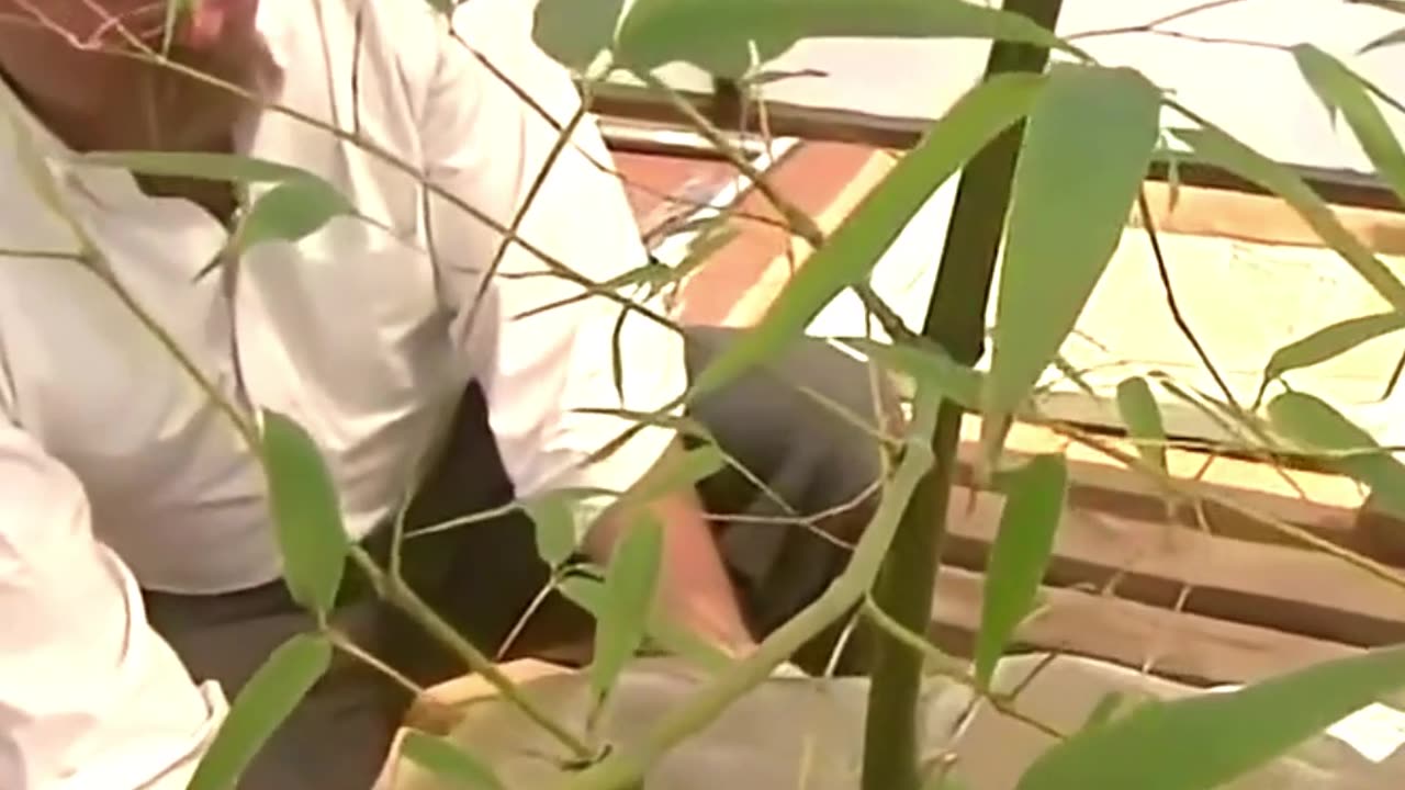 Bamboo Torture Nature’s Deadliest Weapon