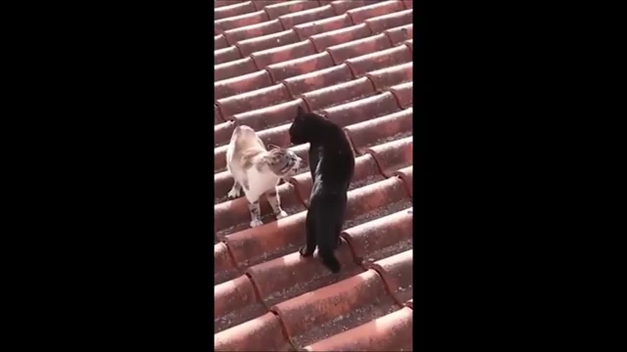 Funny animals