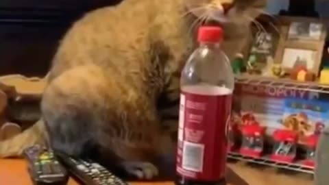 🤔🐾 Will She Do It? The Suspense Is Real! | FunFM