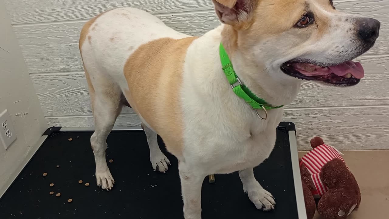 Cherry 9y A571988 @TRN, from kennel 171 PACC shelter lovely lady in foster 20250518_144205618