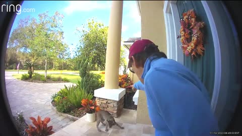 🤣 The Bobcat Strikes Again !! #bobcat #ringdoorbell #poordog #fyp