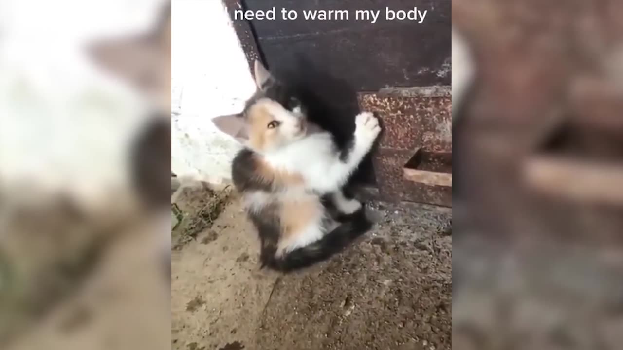 TRY NOT TO LAUGH [IMPOSSIBLE] [CLEAN] Funny Animal Videos - Funny Cats And Dogs | Compilation