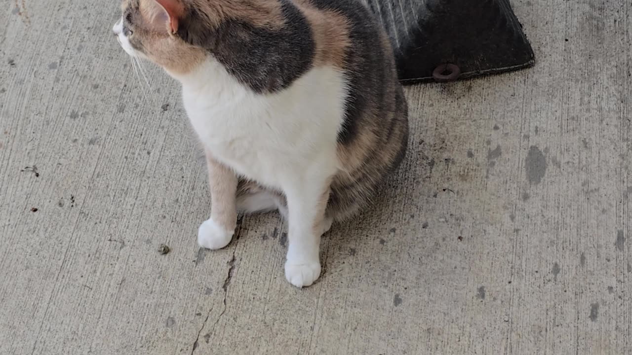 Miss Kitty.