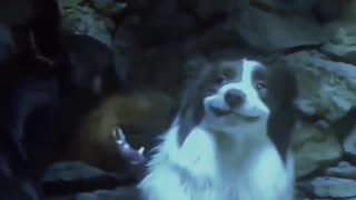 😂🐶 Chill Dog | FunFM