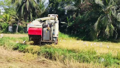 Powerful Harvester in Action! | Rice Field Harvesting with Modern Machinery 🚜🌾