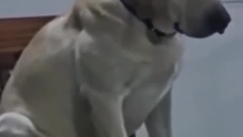 Funny animals| funny cats and dogs