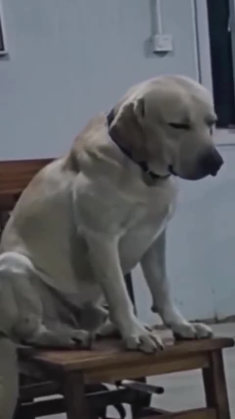 Funny animals| funny cats and dogs