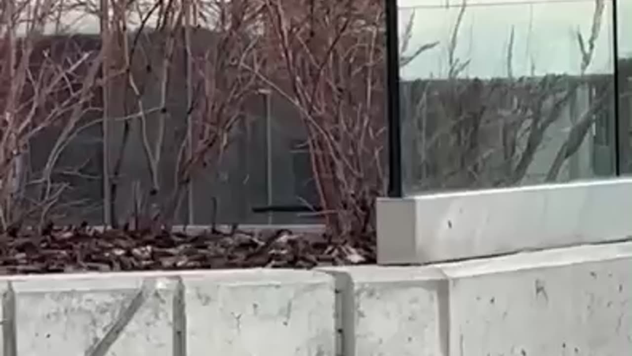 #shorts #magpie #bird goes into hiding