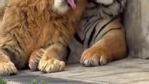 Tigers like "you see this sheet i put up with"