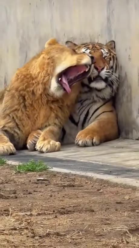 Tigers like "you see this sheet i put up with"