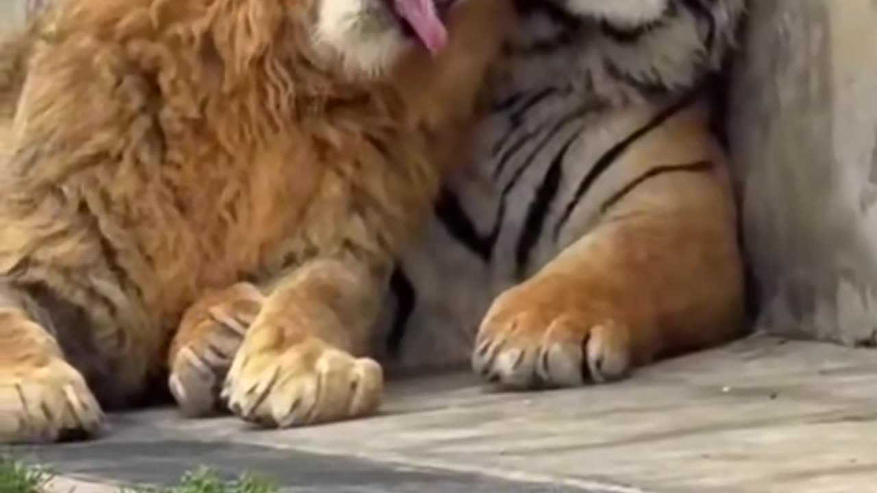 Tigers like "you see this sheet i put up with"