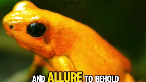 The World's Most Poisonous Frog – Tiny but Deadly