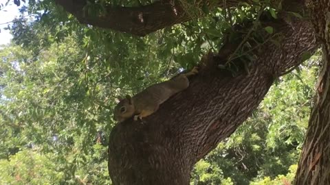 Cute squirrel scratching