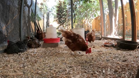 Backyard Chickens Fun Relaxing Video Sounds Noises Hens Roosters!