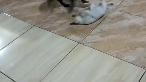Big Cat Pretends to Fight Tiny Kitten – Too Cute! 😹"