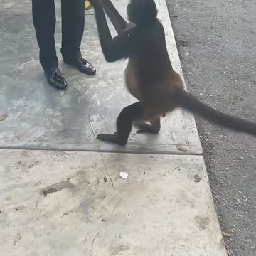 This Short Will Make You Laugh Non-Stop 🐾🤭😂