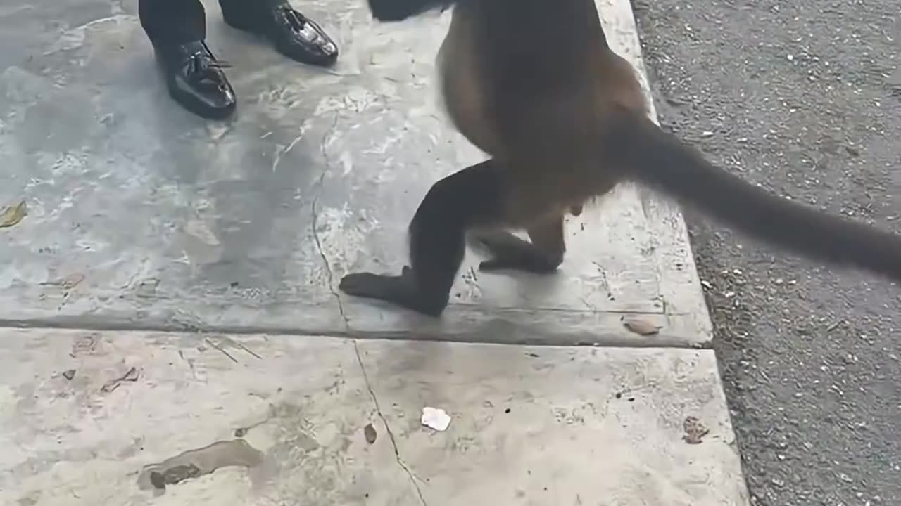 This Short Will Make You Laugh Non-Stop 🐾🤭😂