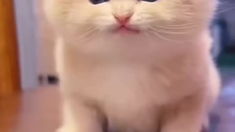Cute baby kittens 🤗🥰🥰 #kitten #cutecats #babycat #shorts #catfancy #funny