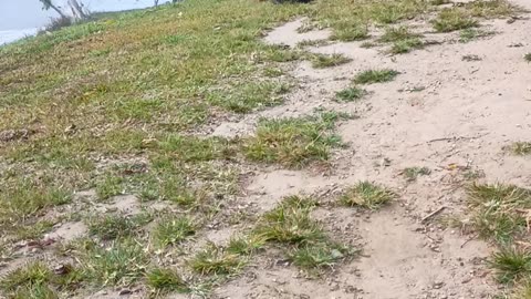 11.9.2025 Wild Dogue