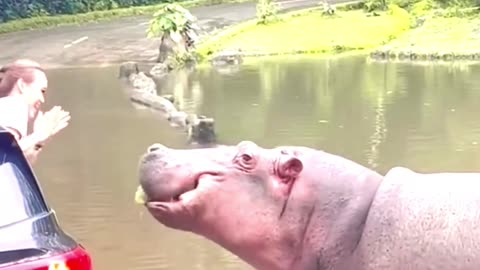 Hippo Bite Power Strong Enough To Crush A Human Skull