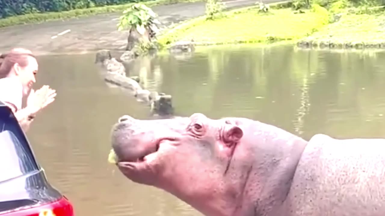 Hippo Bite Power Strong Enough To Crush A Human Skull