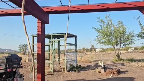 Roma Tomato Plant Tie Up