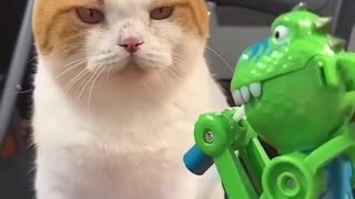 😂🐱 Cat's Toy Time is the Cutest Ever! | FunFM