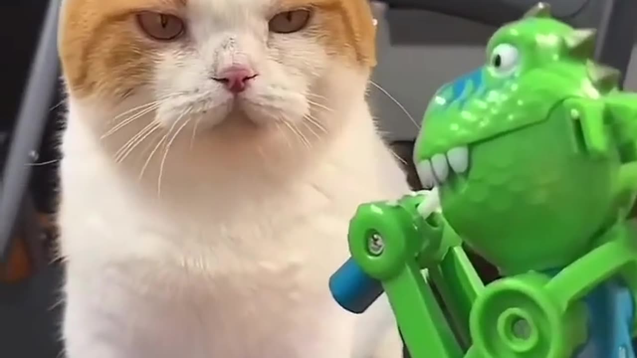 😂🐱 Cat's Toy Time is the Cutest Ever! | FunFM